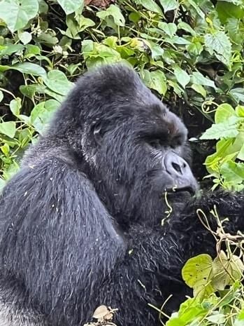 gorilla